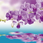 Miniatura fototapety Orchidee über Wasser