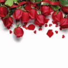Miniatura fototapety Wunderschöne rote Rosen