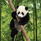 Miniatura fototapety Panda im Bambuswald