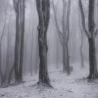 Miniatura fototapety Nachtwinterwald