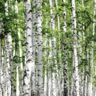 Miniatura fototapety Natur der Birke