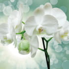 Miniatura fototapety Üppige weiße Orchideen