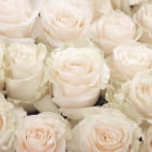 Miniatura fototapety Große weiße Rosen