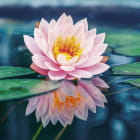 Miniatura fototapety Rosa Lotus