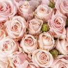 Miniatura fototapety Leuchtende Rosen