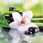 Miniatura fototapety Große weiße Orchidee und Bambus