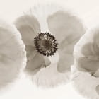 Miniatura fototapety Weiße Mohnblumen