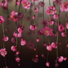 Miniatura fototapety Fallende rosa Blüten