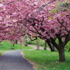 Miniatura fototapety Kirschblüten im Park