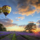 Miniatura fototapety Luftballons über einem Lavendelfeld