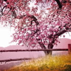 Miniatura fototapety Sakura vor dem Hintergrund des Sonnenuntergangs