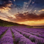 Miniatura fototapety Lavendel- und Orangensonnenuntergang