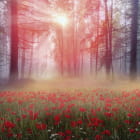 Miniatura fototapety Mohnblumen im Wald