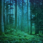 Miniatura fototapety Nebel im Nachtwald
