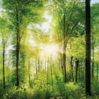 Miniatura fototapety Strahlen durch den Wald