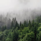Miniatura fototapety Nebliger Morgen im Wald