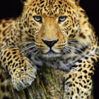 Miniatura fototapety Leopard auf dunklem Hintergrund