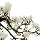 Miniatura fototapety Zweig einer blühenden Magnolie
