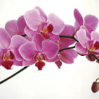 Miniatura fototapety Volumetrische Orchidee