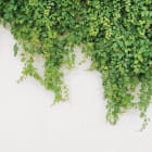 Miniatura fototapety Grüner Efeu