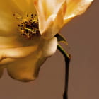 Miniatura fototapety Bronzeblume