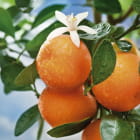 Miniatura fototapety Frische Orangen