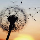 Miniatura fototapety Löwenzahn bei Sonnenuntergang
