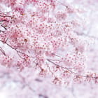 Miniatura fototapety Rosa Sakura