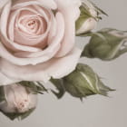 Miniatura fototapety Zarte Rose