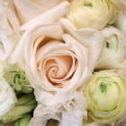 Miniatura fototapety Cremefarbene Rosen