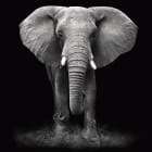 Miniatura fototapety Elefant auf schwarzem Hintergrund