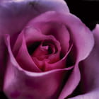 Miniatura fototapety Große schöne Rose