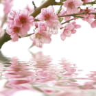 Miniatura fototapety Sakura über Wasser