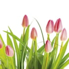 Miniatura fototapety Wunderschöne rosa Tulpen