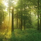 Miniatura fototapety Morgendämmerung im Wald