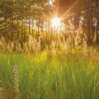 Miniatura fototapety Sommersonniger Wald