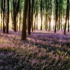 Miniatura fototapety Lavendel im Wald