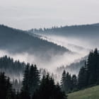 Miniatura fototapety Gebirgswaldnebel