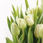 Miniatura fototapety Tulpenblüten