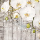 Miniatura fototapety Magische Orchideen