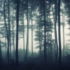 Miniatura fototapety Grauer Nebel