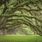 Miniatura fototapety Düsterer Wald