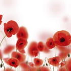 Miniatura fototapety Rote Mohnblumen auf weißem Hintergrund