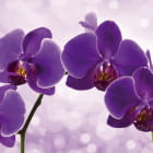 Miniatura fototapety Der Glanz einer lila Orchidee
