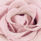 Miniatura fototapety Rose in Tautropfen
