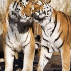 Miniatura fototapety Ein paar Tiger