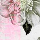 Miniatura fototapety Luxuriöse rosa Blüten fragment #2