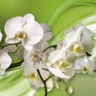 Miniatura fototapety Orchideen auf grünem Hintergrund