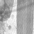 Miniatura fototapety Graue Kakteen fragment # 1