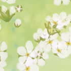 Miniatura fototapety Schwebende Blumen fragment # 1
